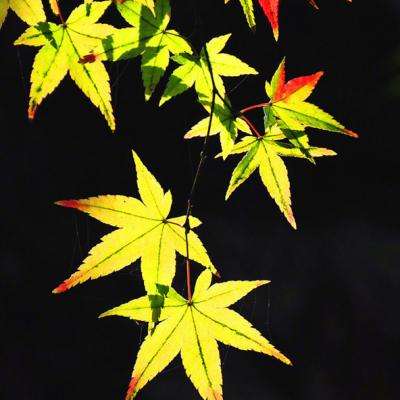 新债王冈拉克警告美股未触底，美联储降息预期落空，私募信贷或成黑天鹅